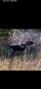 Kilo's Thunderhead Skye 1